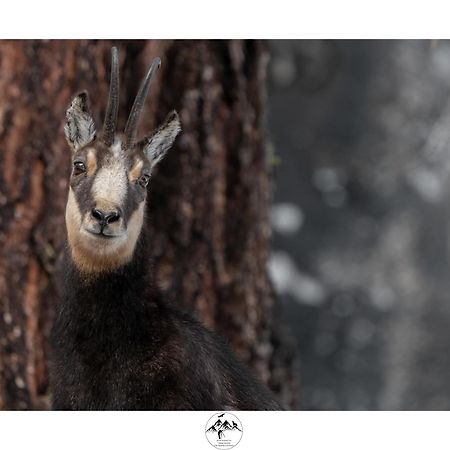 Appartamento Lo Bou Вальсаваранш Экстерьер фото